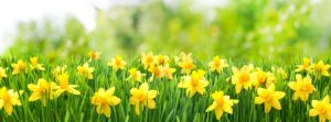 Spring Has Sprung!